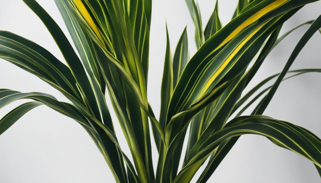 Snake Plant Snake Plant