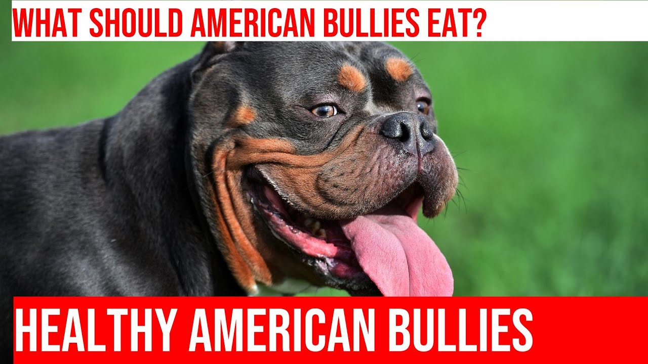 American Bully Nutrition